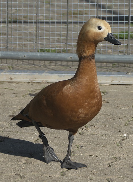 联队时